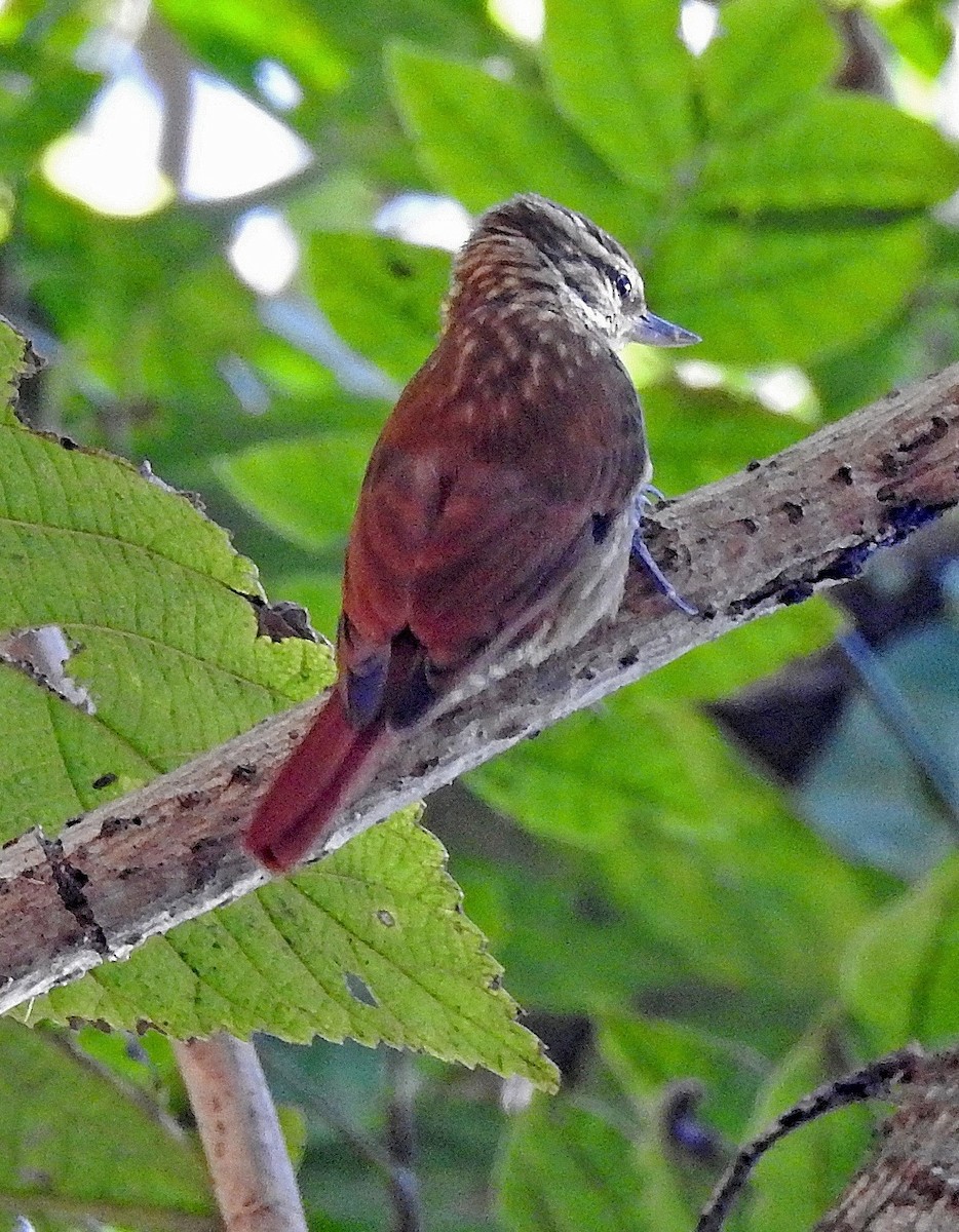 Streaked Xenops - Hugo Hulsberg