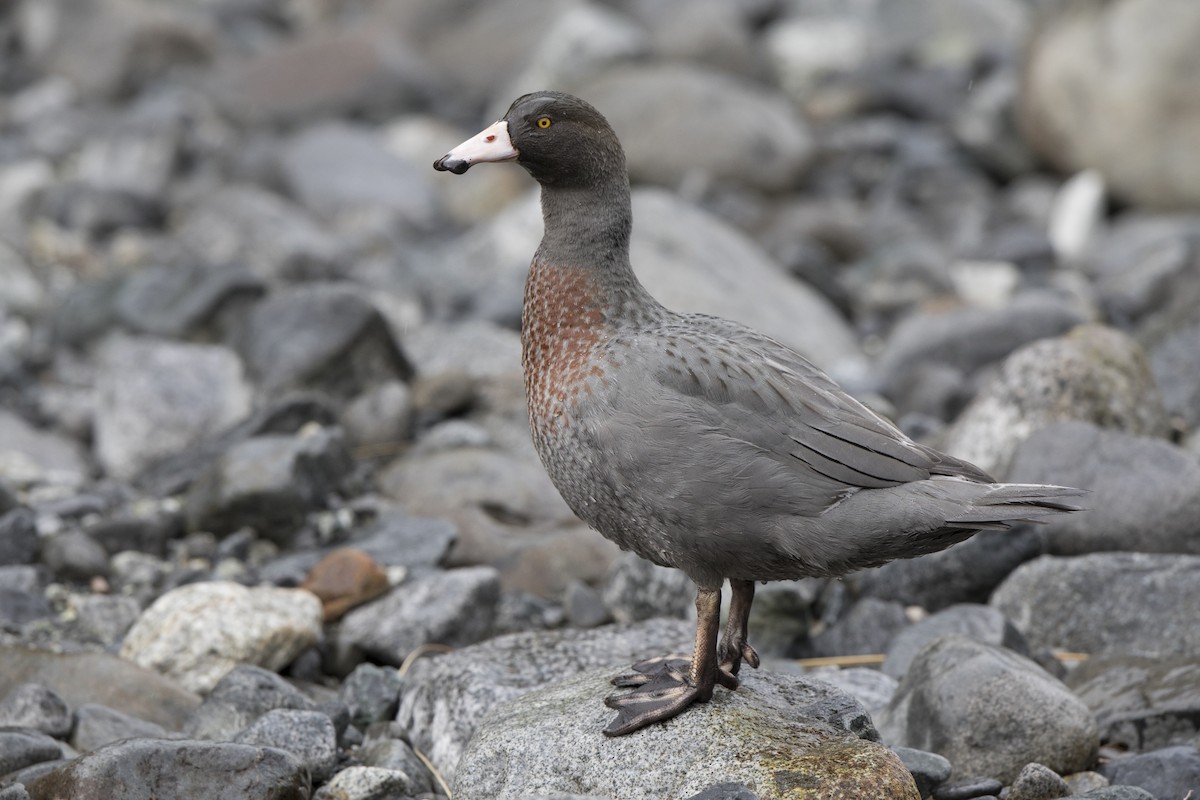 Pato Azul - ML113281291