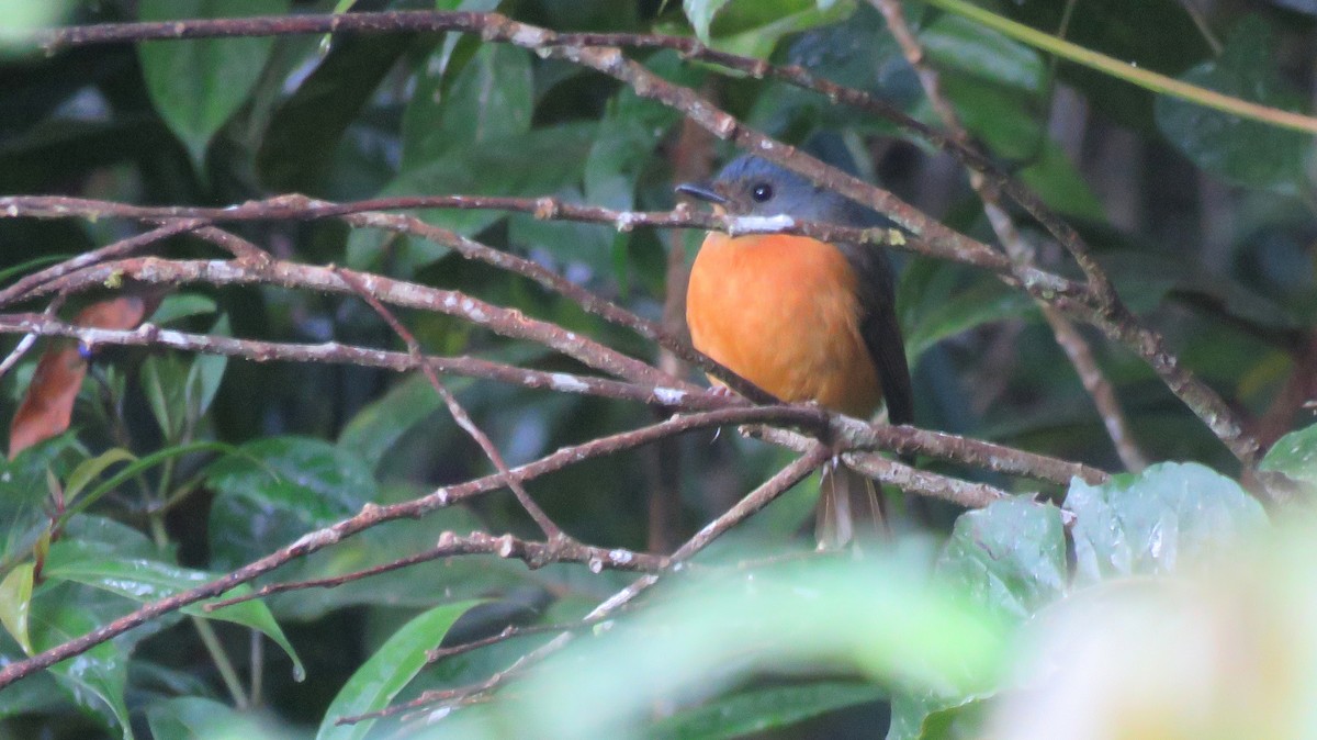 Blue-fronted Flycatcher - ML113281611