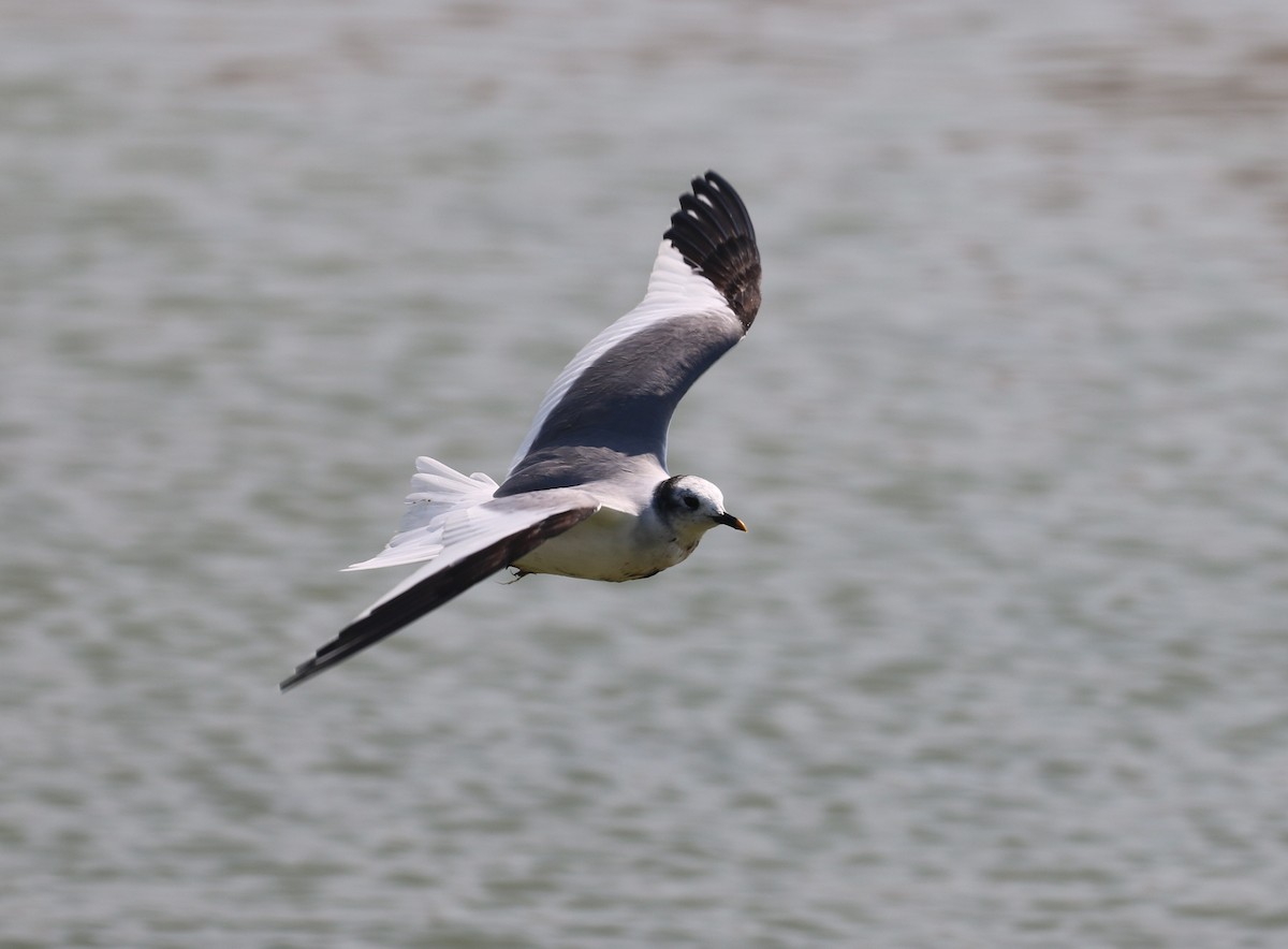 Sabine's Gull - ML113281661