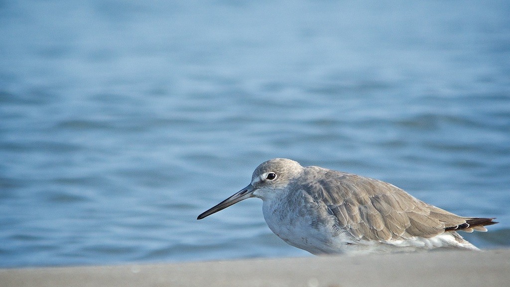 Willet (Western) - Luis Iturriaga Morales