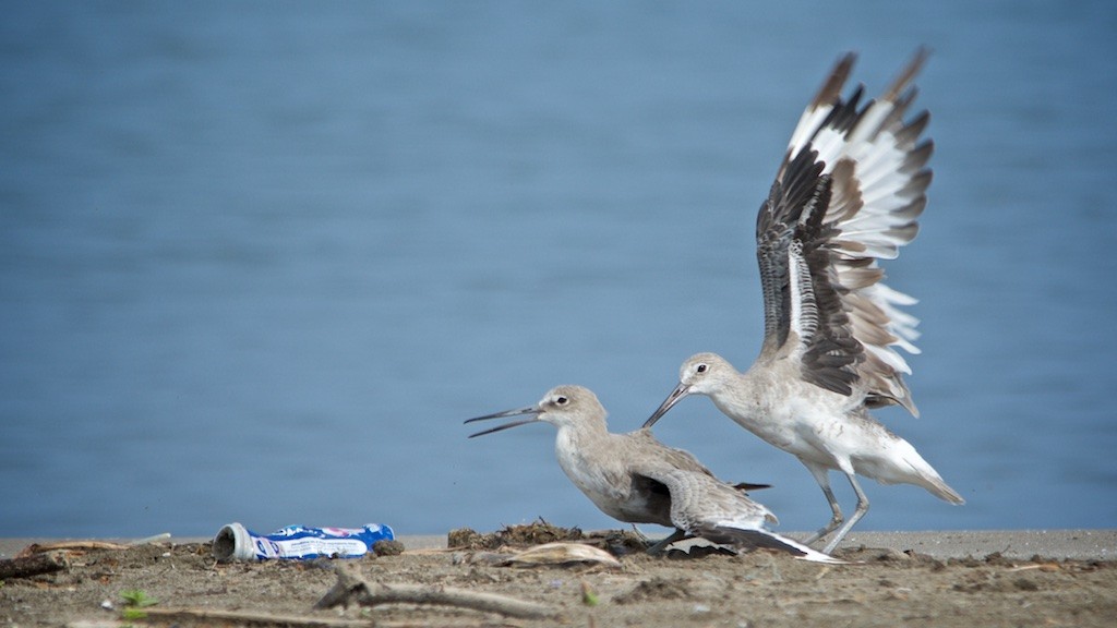 Willet (Western) - Luis Iturriaga Morales