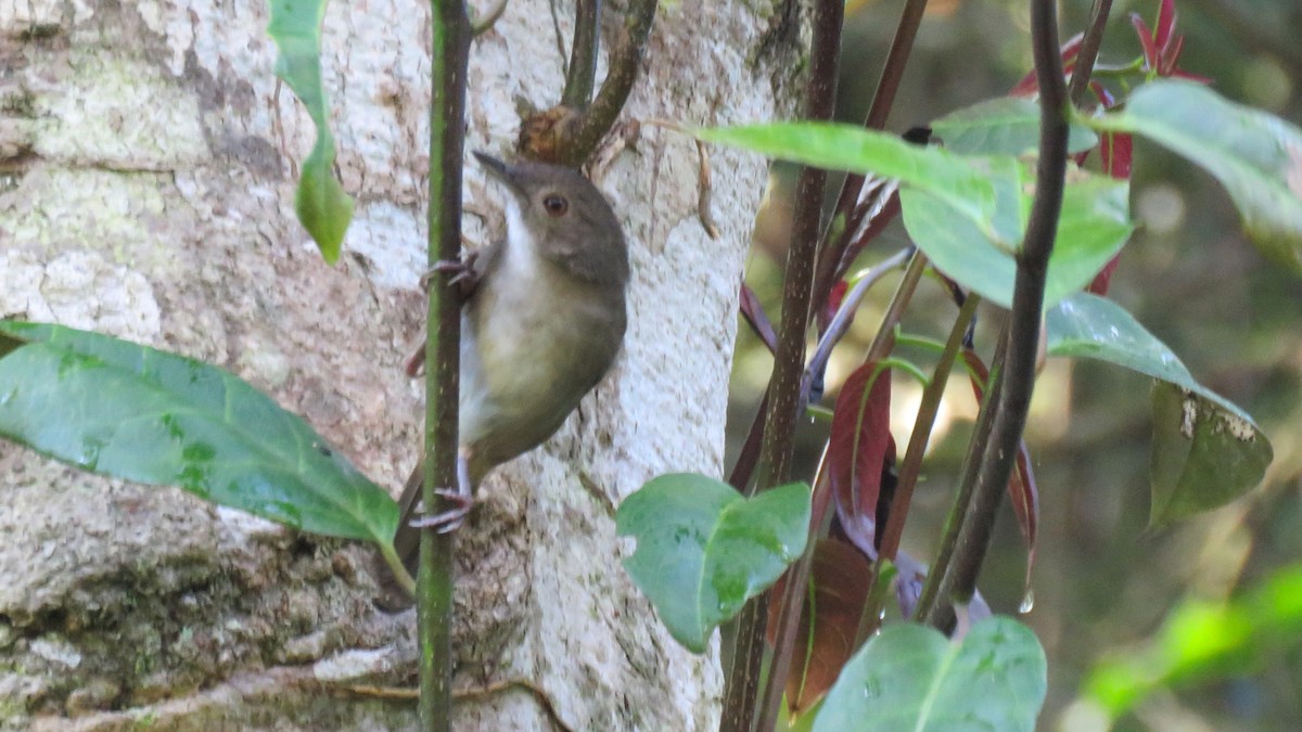 Sulawesi Babbler - Tim Forrester