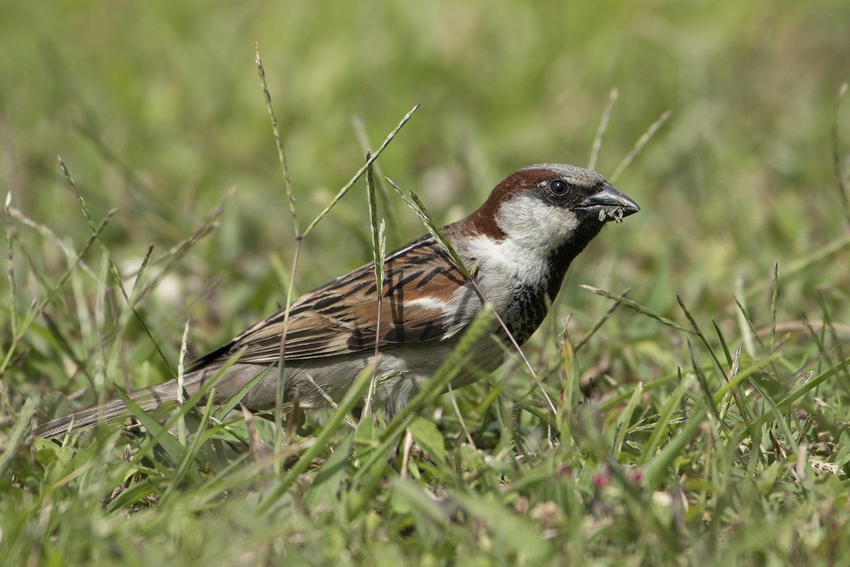 Moineau domestique - ML113282471