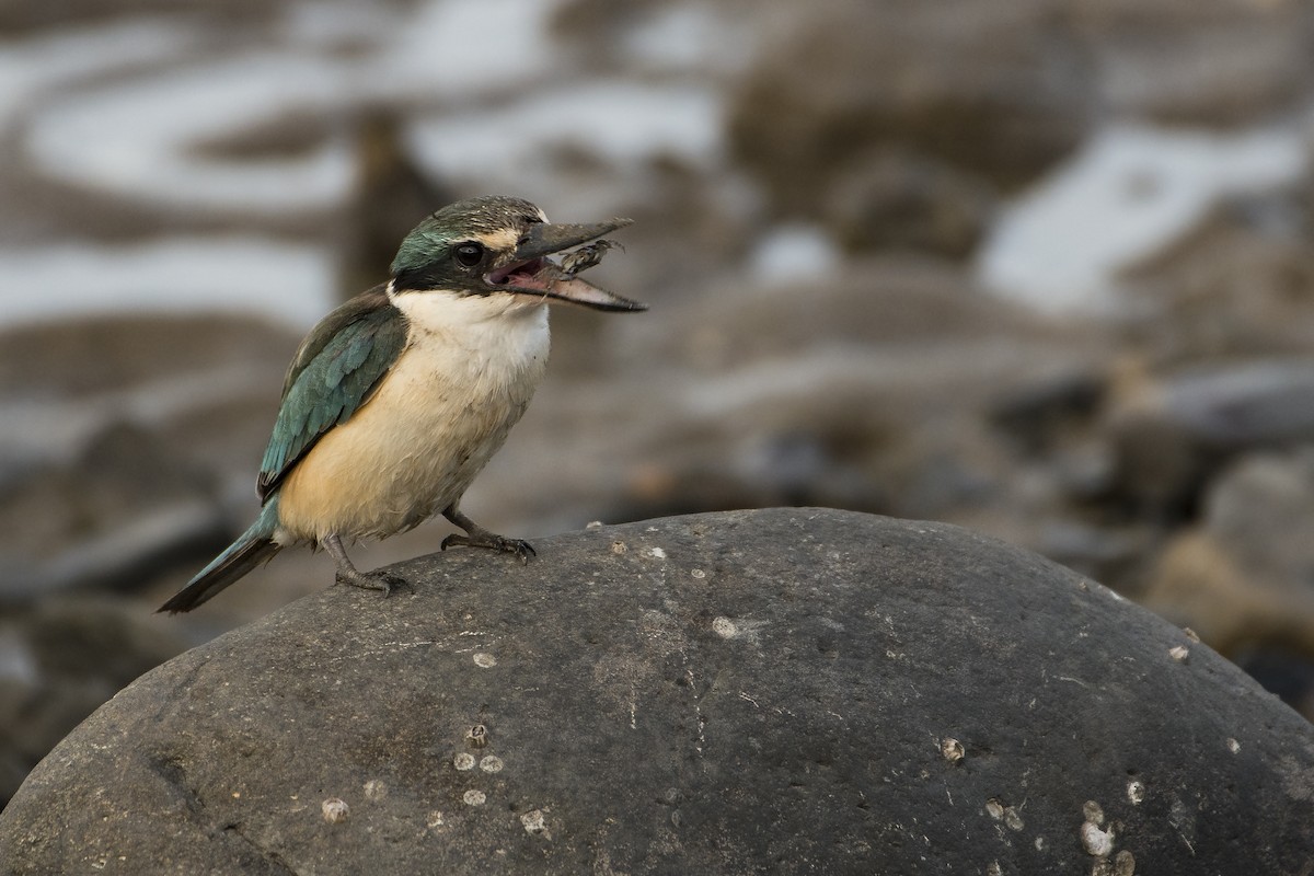 Sacred Kingfisher - ML113283811