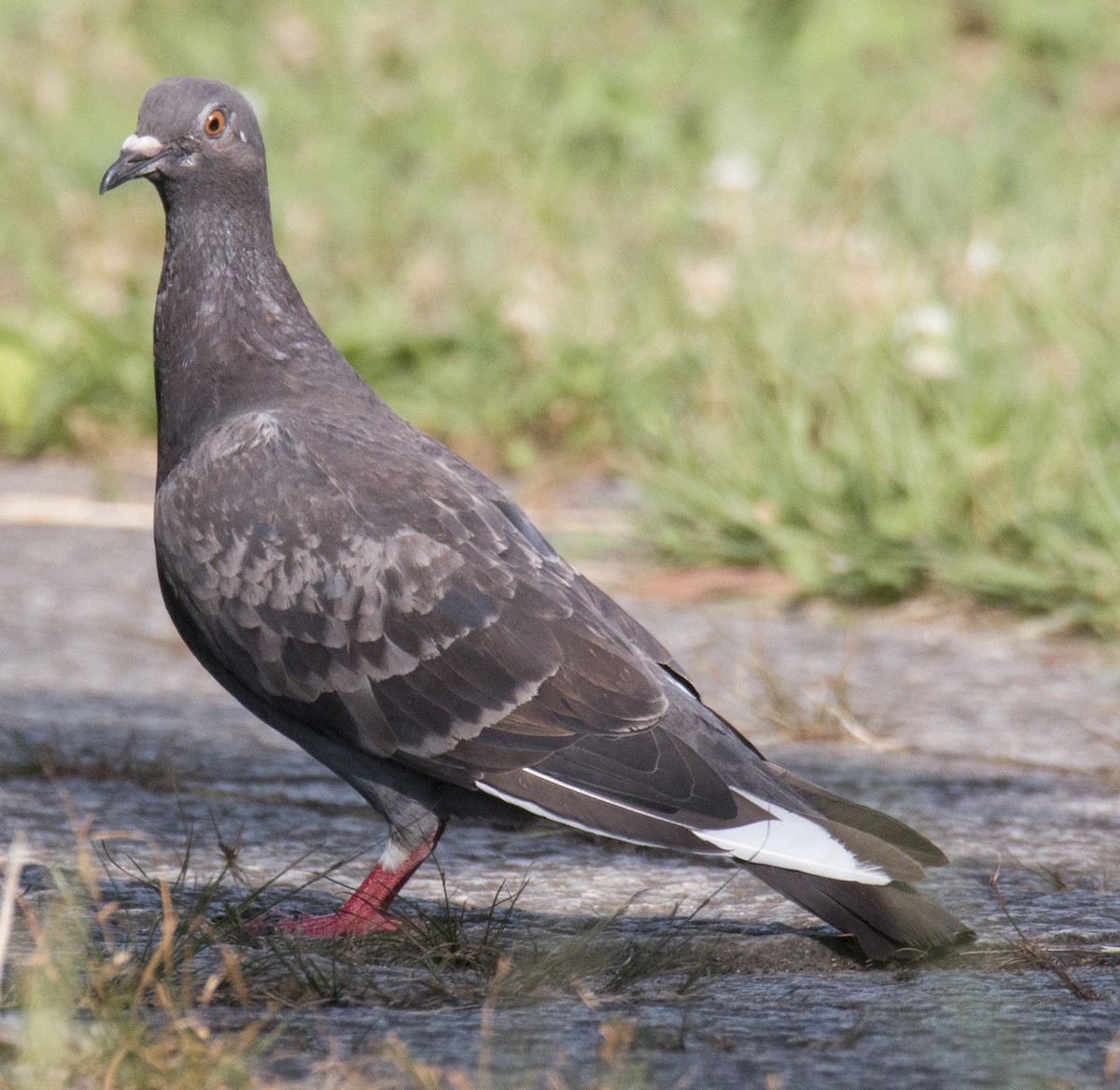 Rock Pigeon (Feral Pigeon) - Scott Young