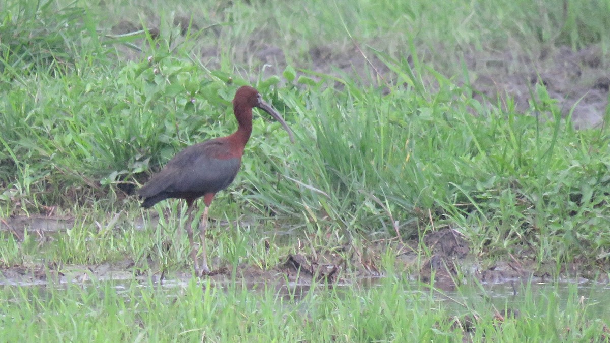 Glossy Ibis - ML113284701