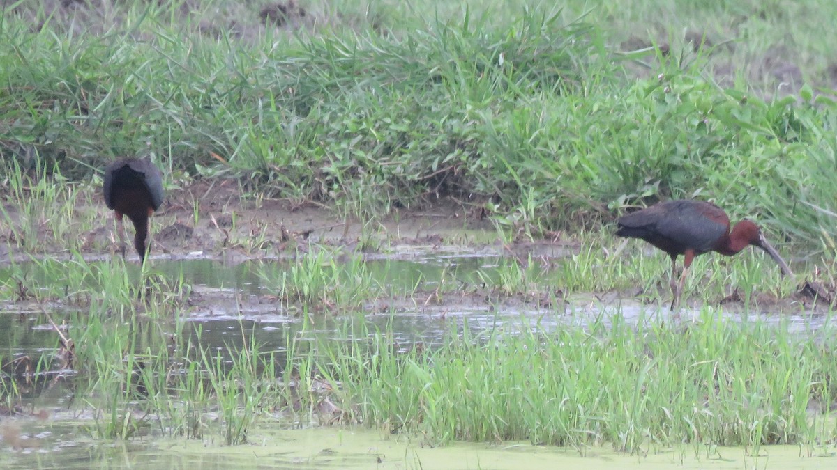 Glossy Ibis - ML113284761