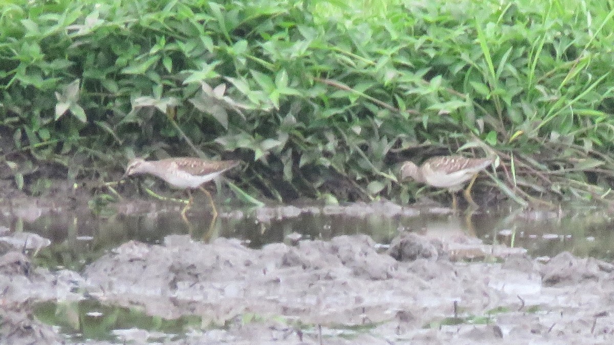 Wood Sandpiper - ML113284891