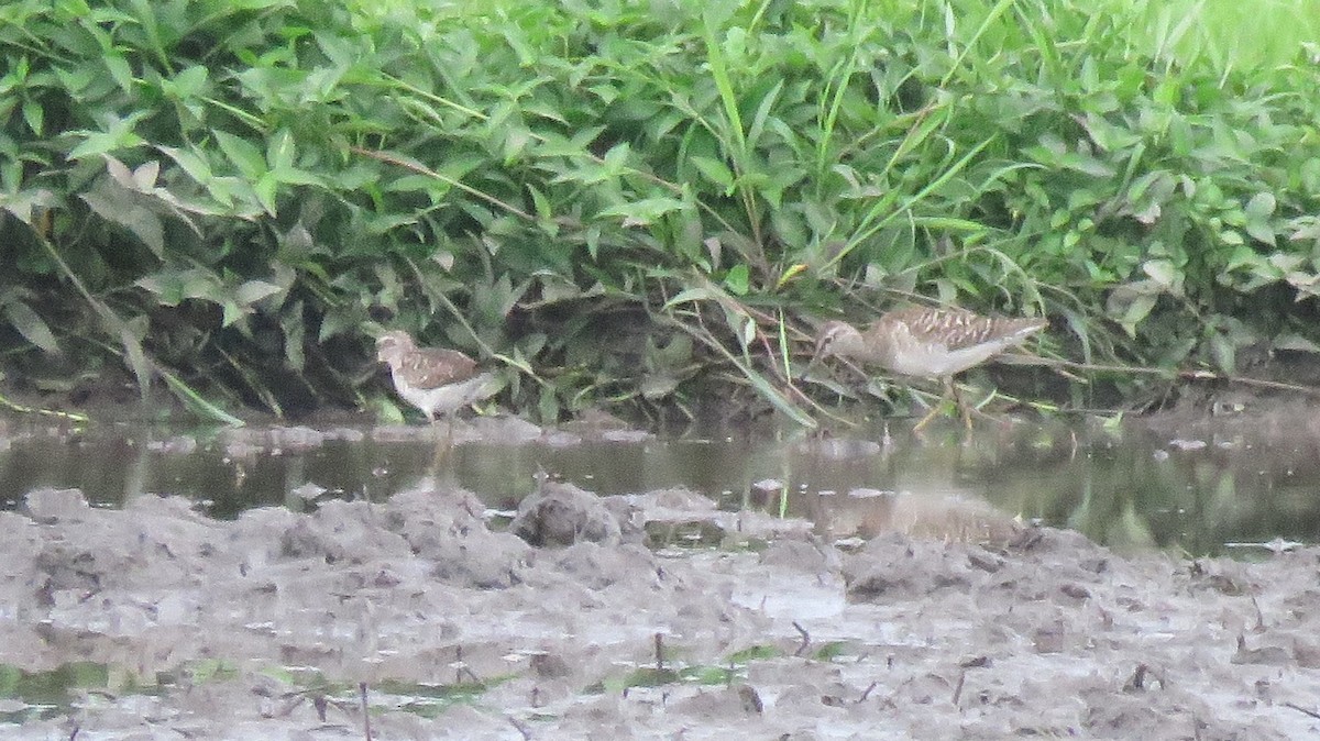 Wood Sandpiper - ML113284901