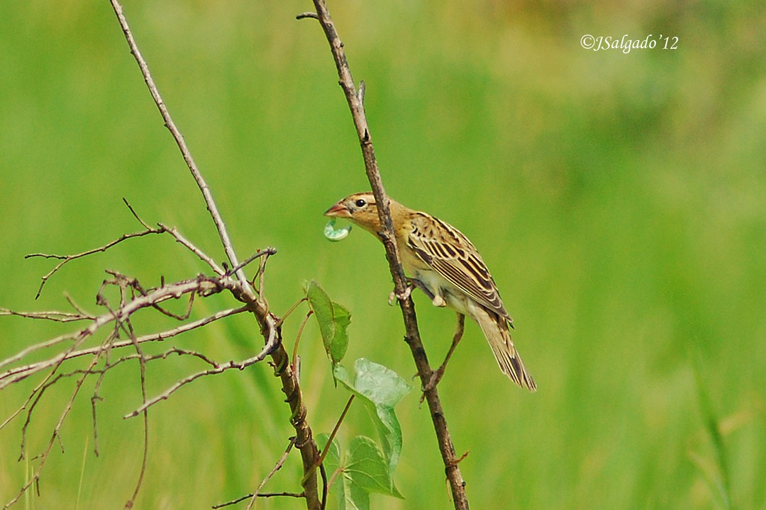 Bobolink - ML113286301