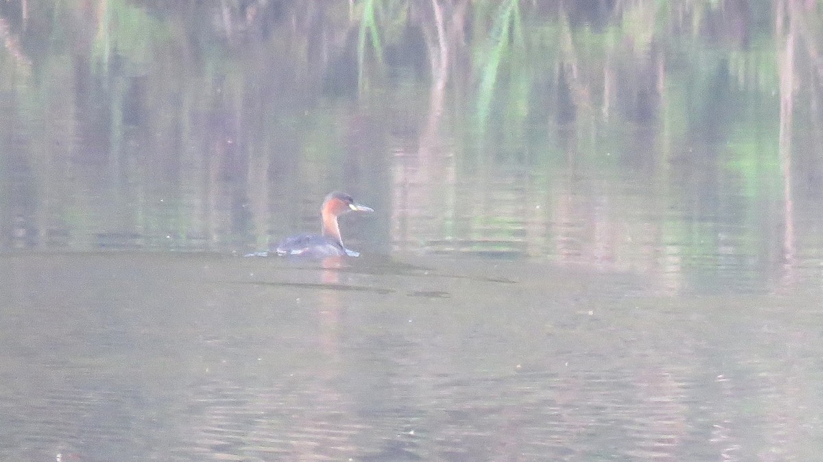 Little Grebe (Tricolored) - ML113286801