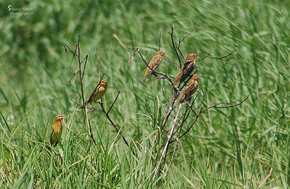 Bobolink - ML113287221