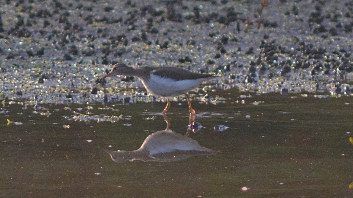 Spotted Sandpiper - ML113287231