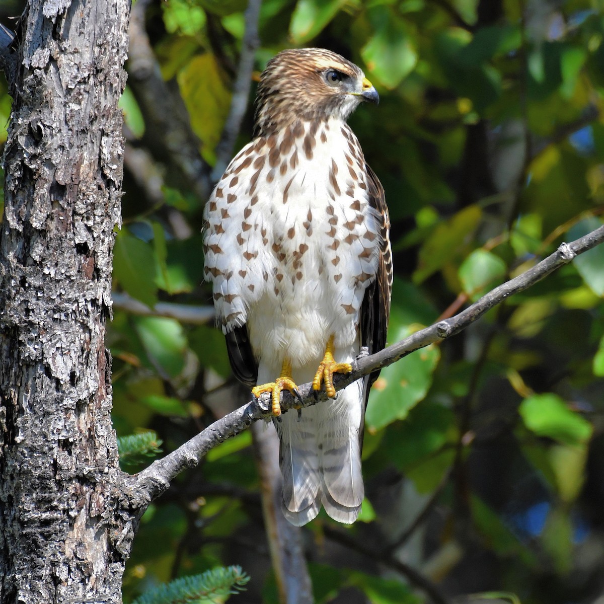 Broad-winged Hawk - Melanie  Palik