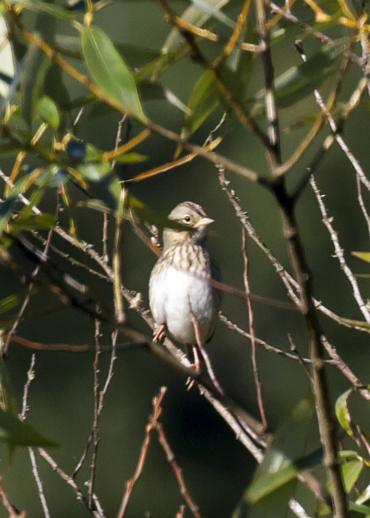 Lincoln's Sparrow - ML113289231