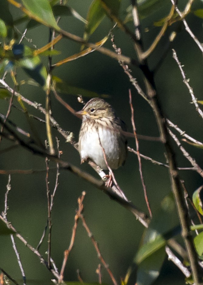 Lincoln's Sparrow - ML113289241