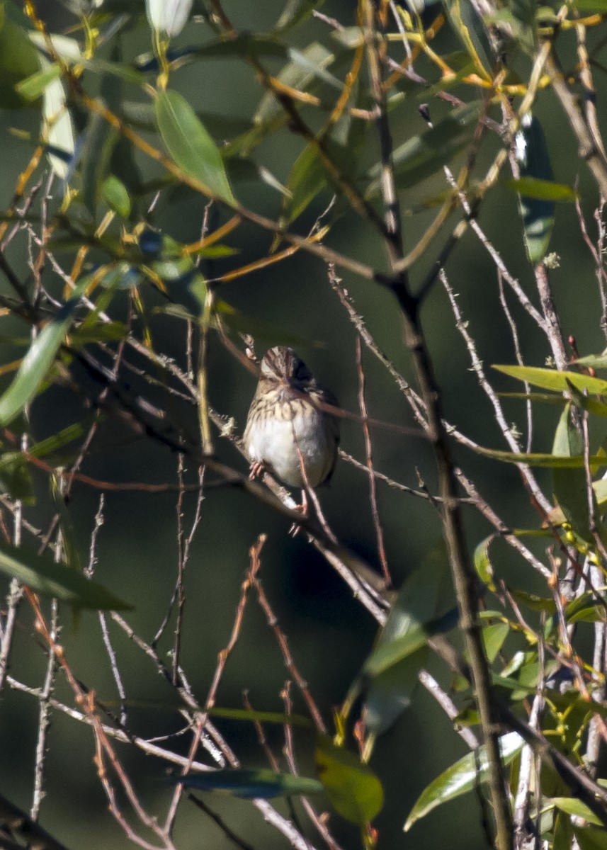 Lincoln's Sparrow - ML113289251