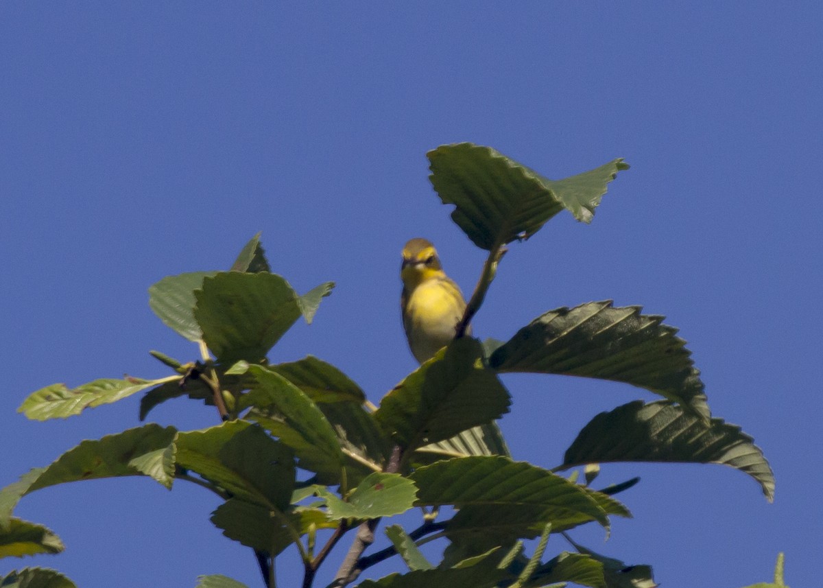 Townsend's Warbler - ML113289311