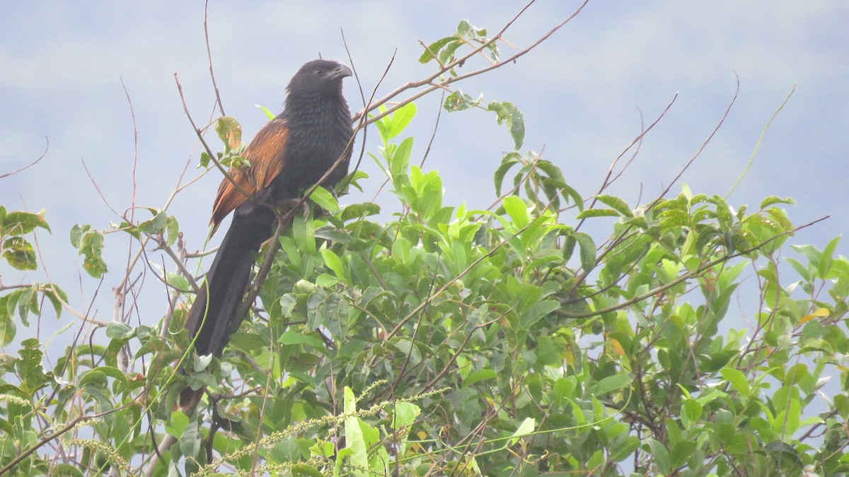 Lesser Coucal - Tim Forrester