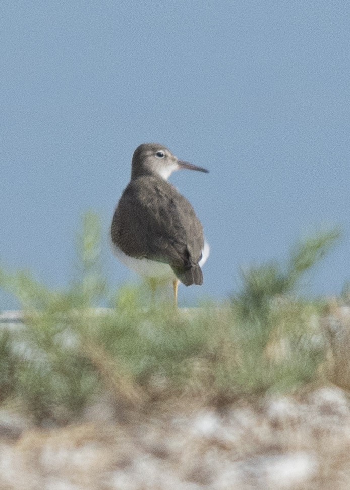 Spotted Sandpiper - ML113290241