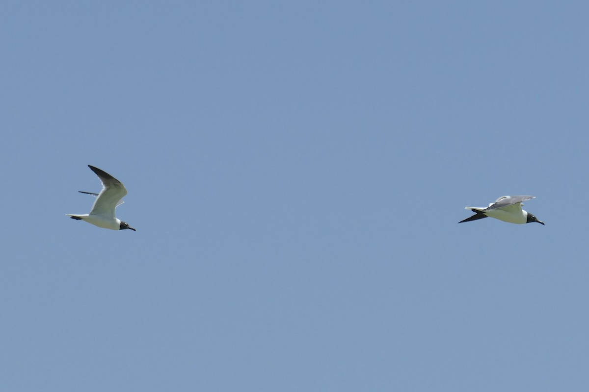 Laughing Gull - Marlene De La Cruz-Guzman