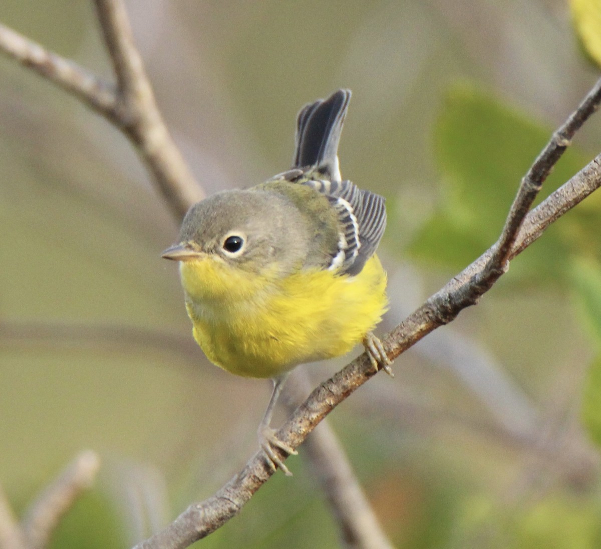 Magnolia Warbler - john tuach
