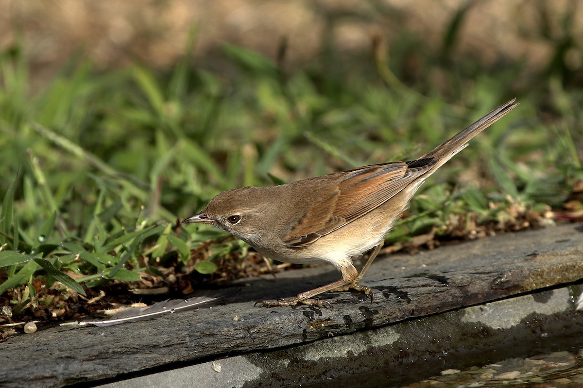 Greater Whitethroat - Francisco Barroqueiro