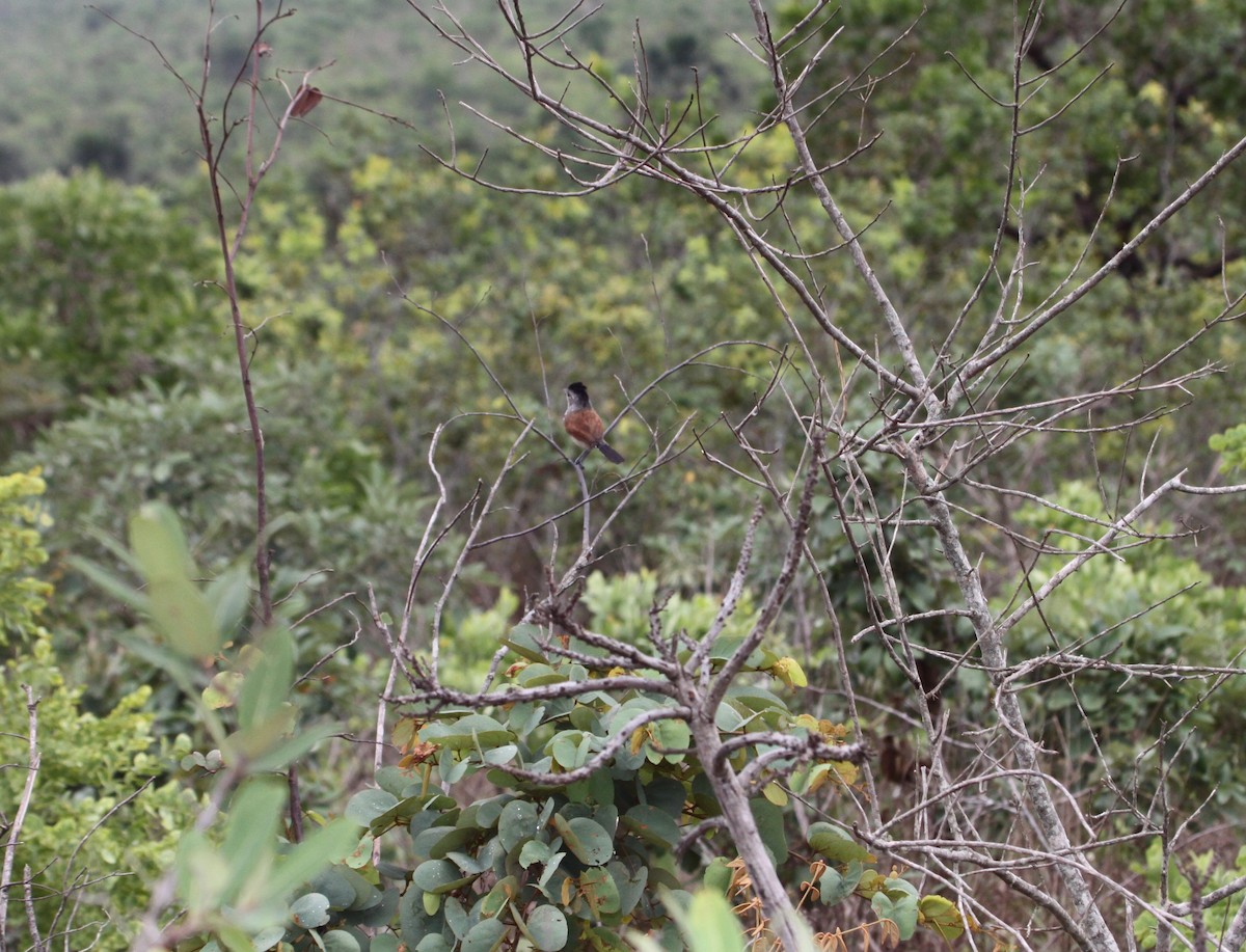 Rufous-winged Antshrike - ML113293451