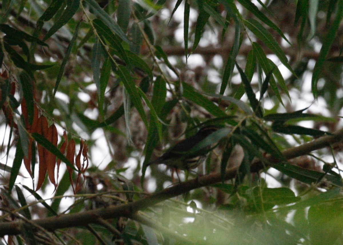 Northern Waterthrush - ML113294571