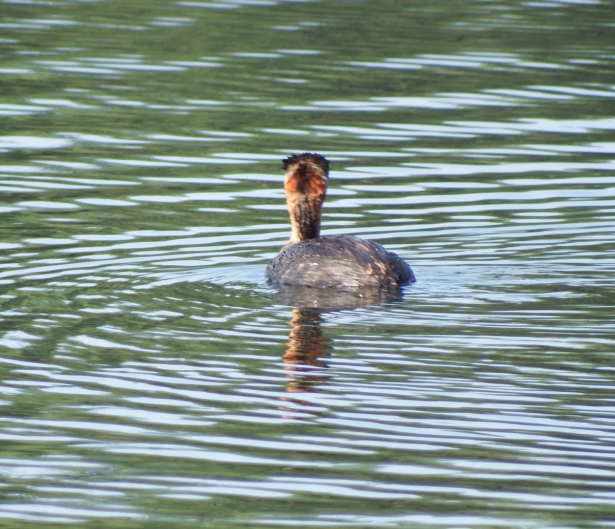 Red-necked Grebe - Nicholas Sly