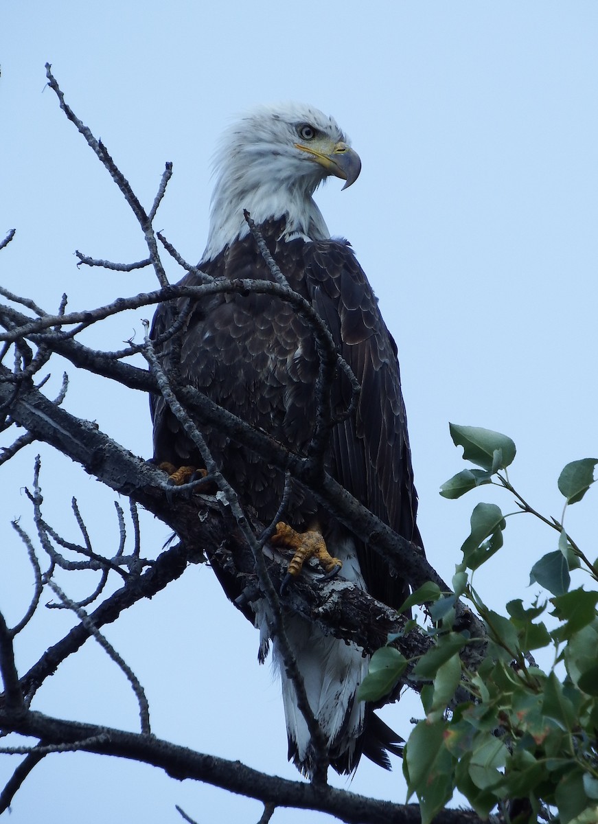 Bald Eagle - ML113295661