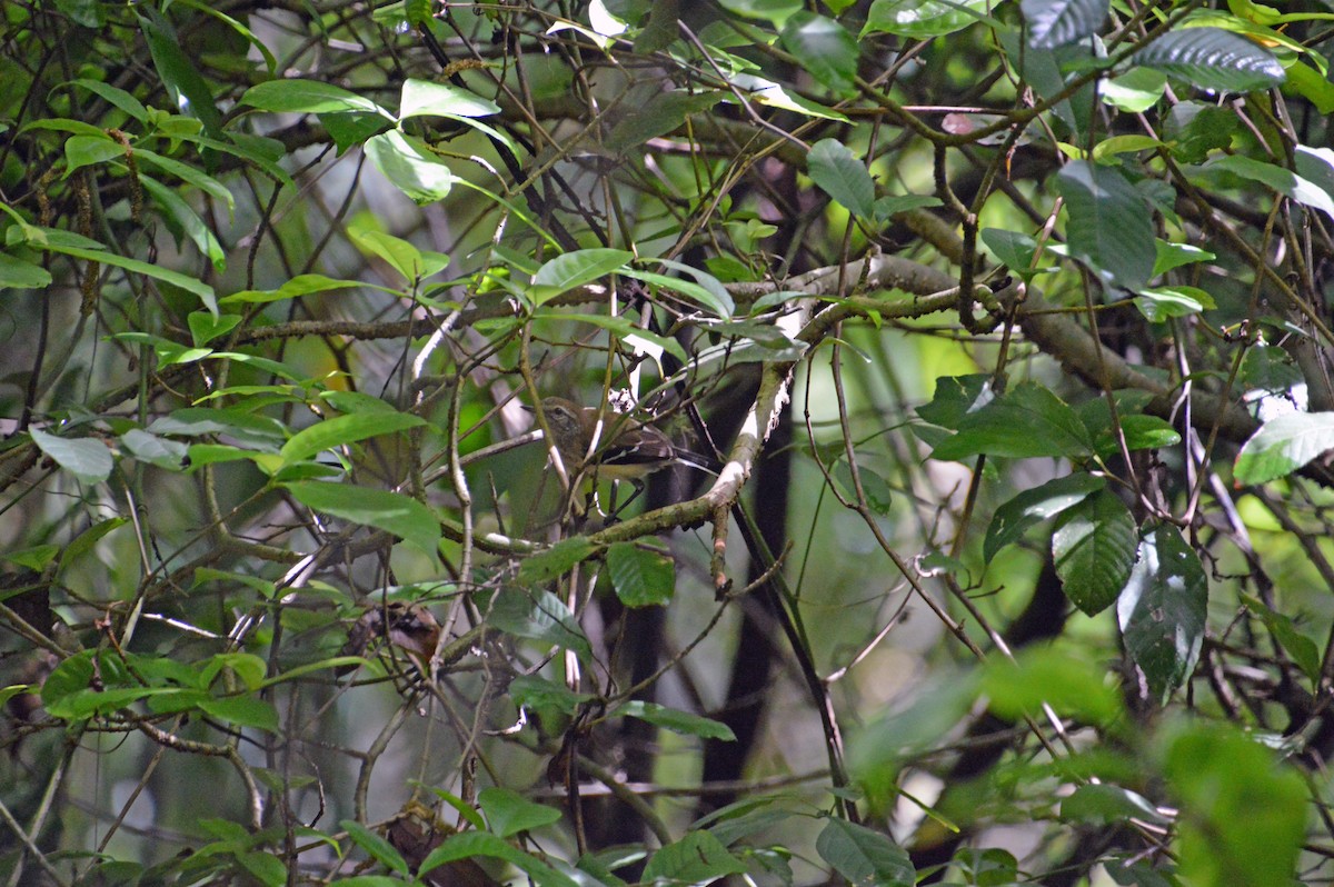 Northern/Southern White-fringed Antwren - ML113297221