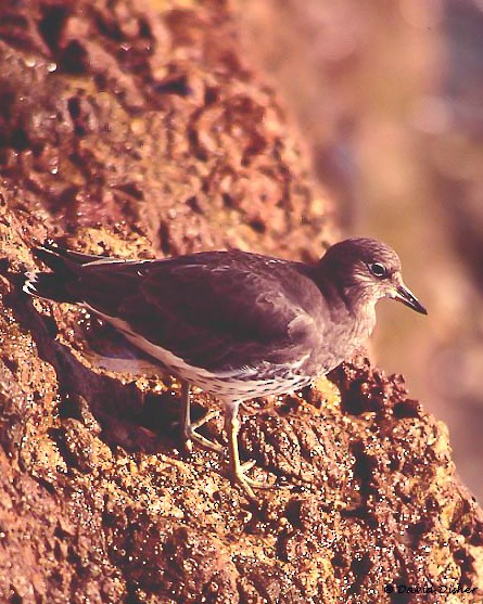 Surfbird - David Disher