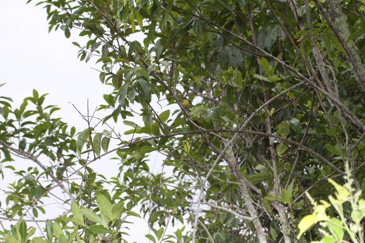 Common Tody-Flycatcher - ML113297831