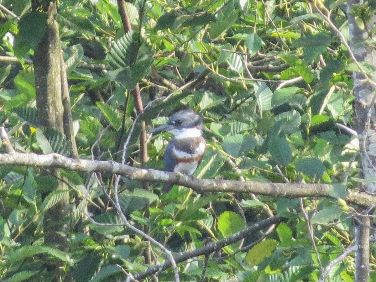 Belted Kingfisher - ML113298411