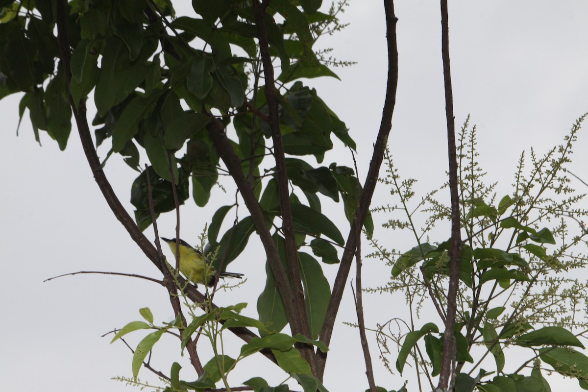 Common Tody-Flycatcher - ML113298431