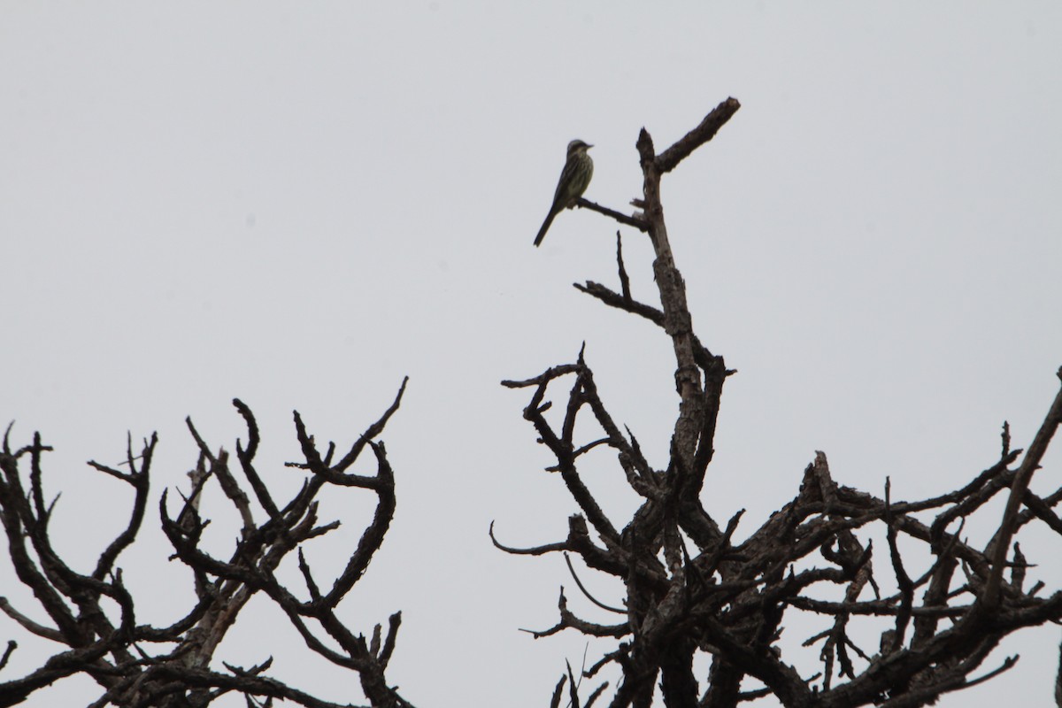 Variegated Flycatcher - ML113299081