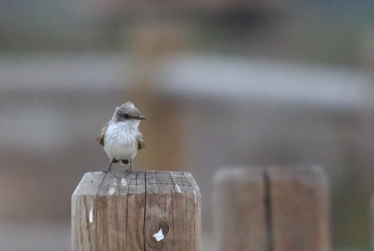 Vermilion Flycatcher - ML113299981