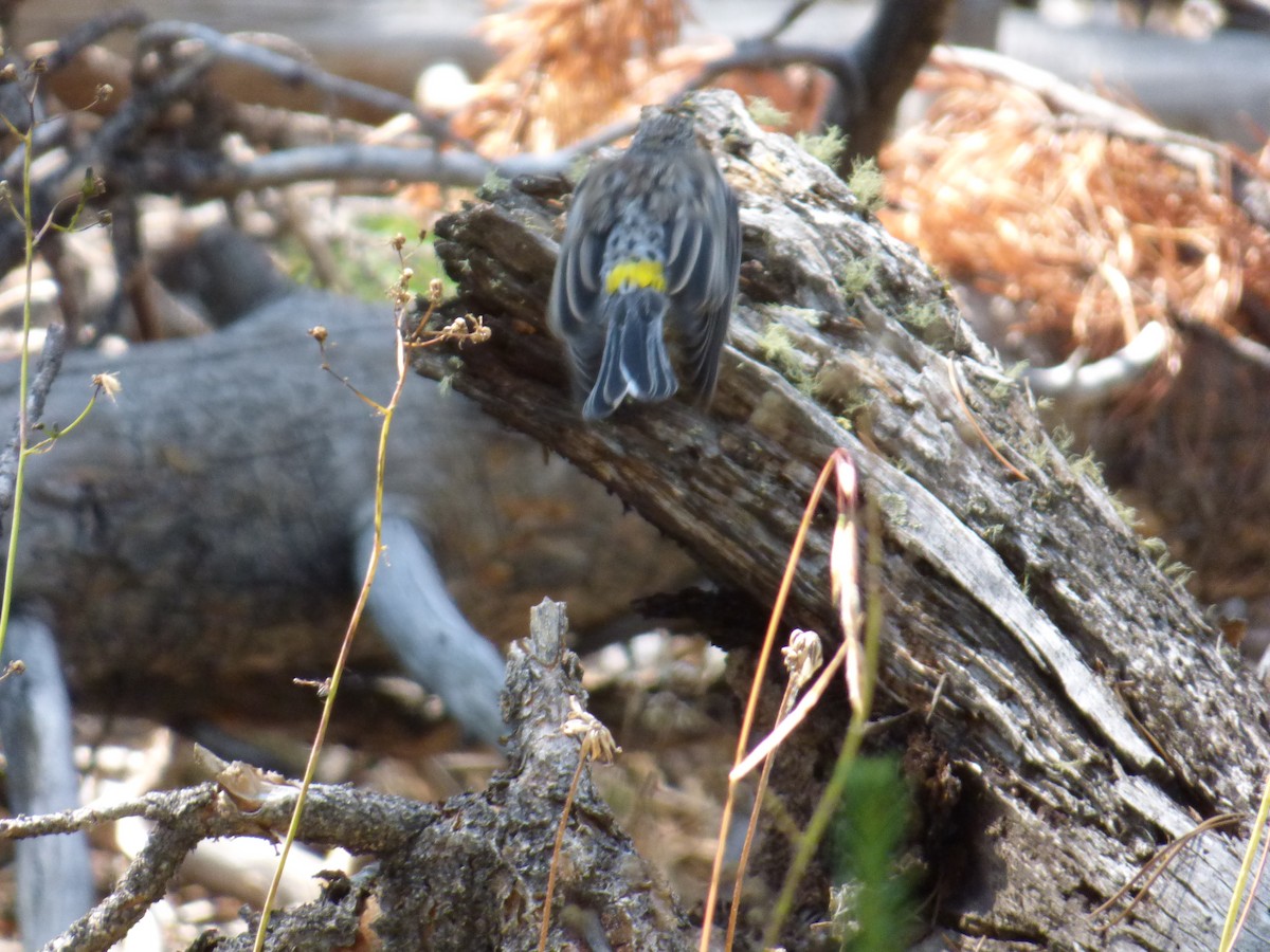 Yellow-rumped Warbler - Amanda Walker