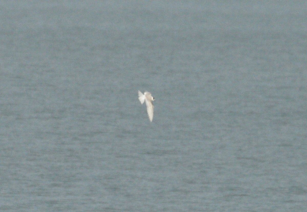 Arctic Tern - ML113301031