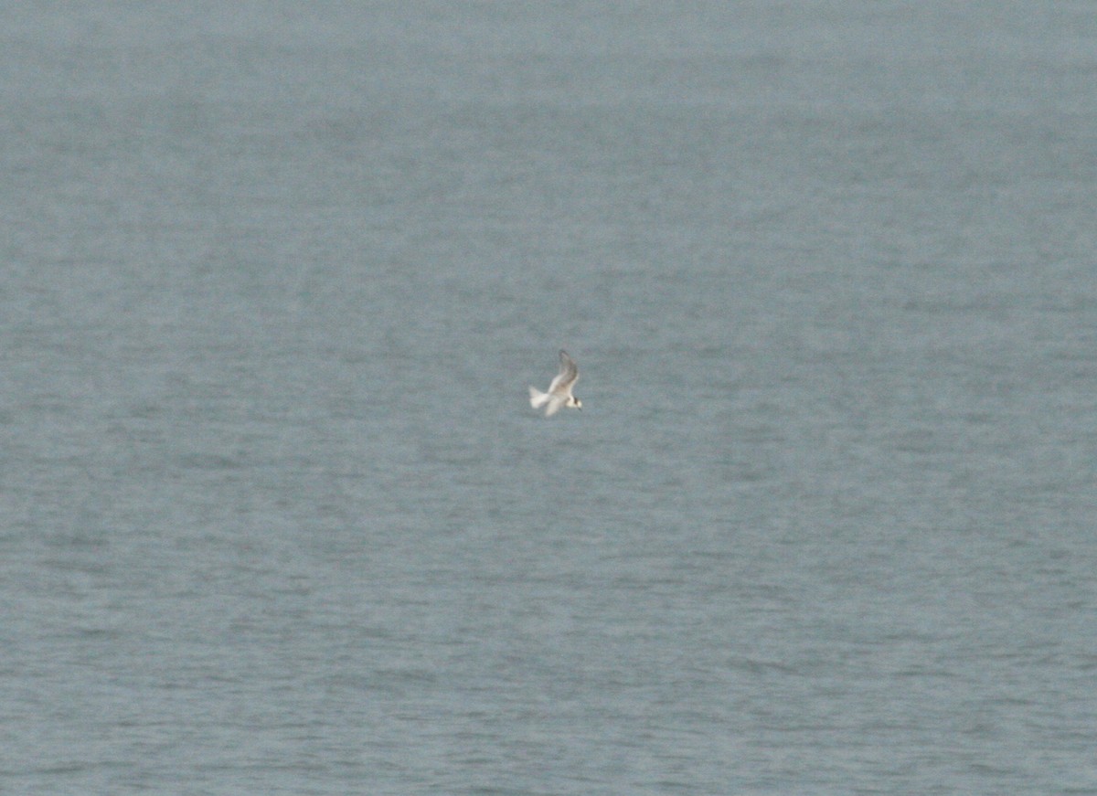 Arctic Tern - ML113301051