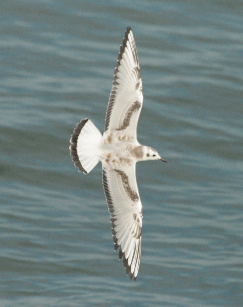 Bonaparte's Gull - Rob Lyske