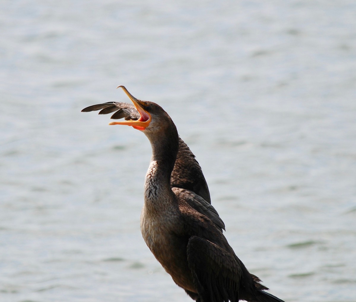 Double-crested Cormorant - ML113302621