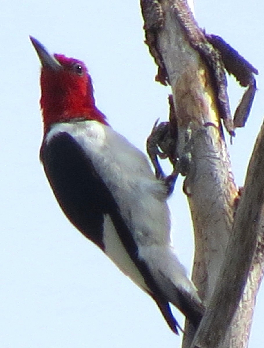 Red-headed Woodpecker - ML113303121