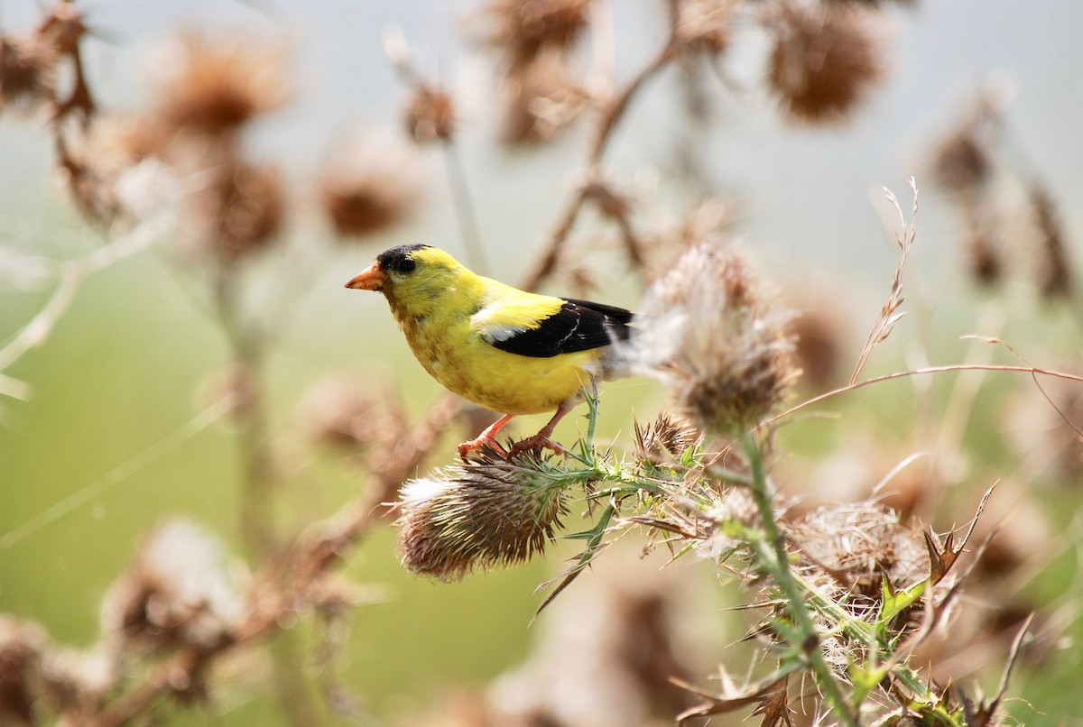 American Goldfinch - ML113303301