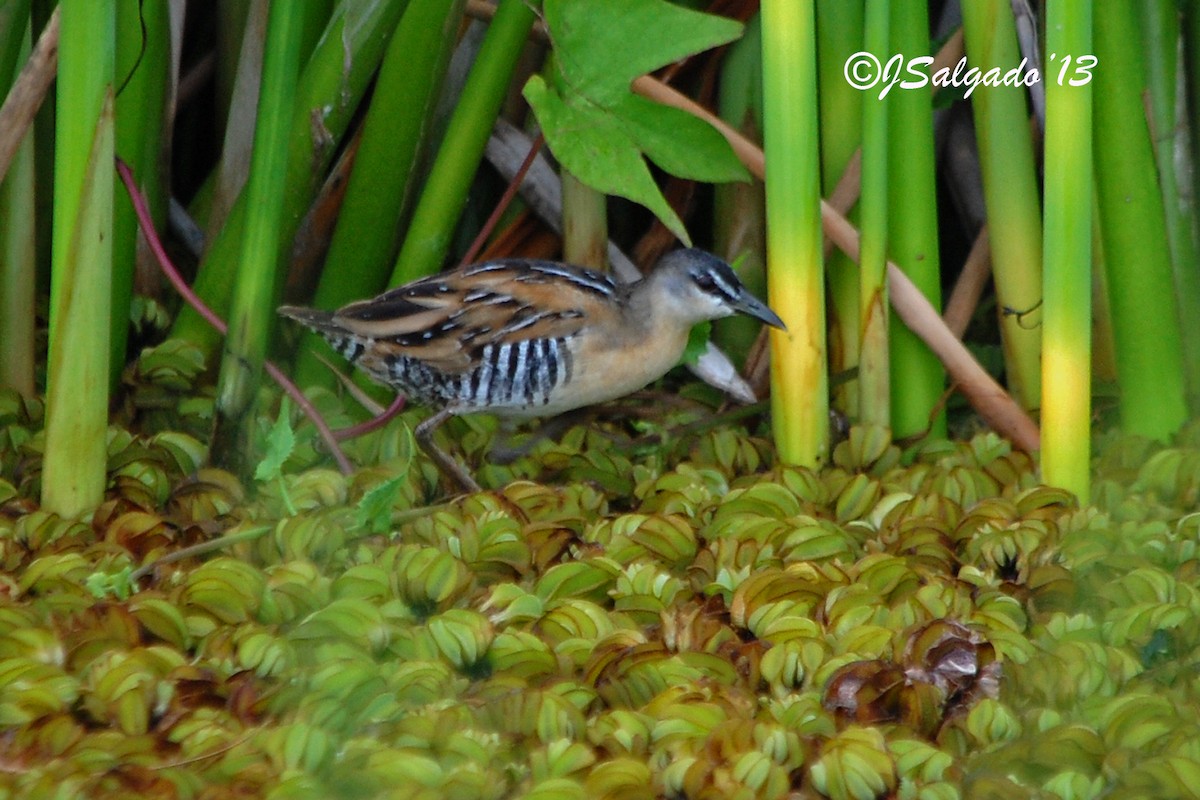 Yellow-breasted Crake - ML113303421