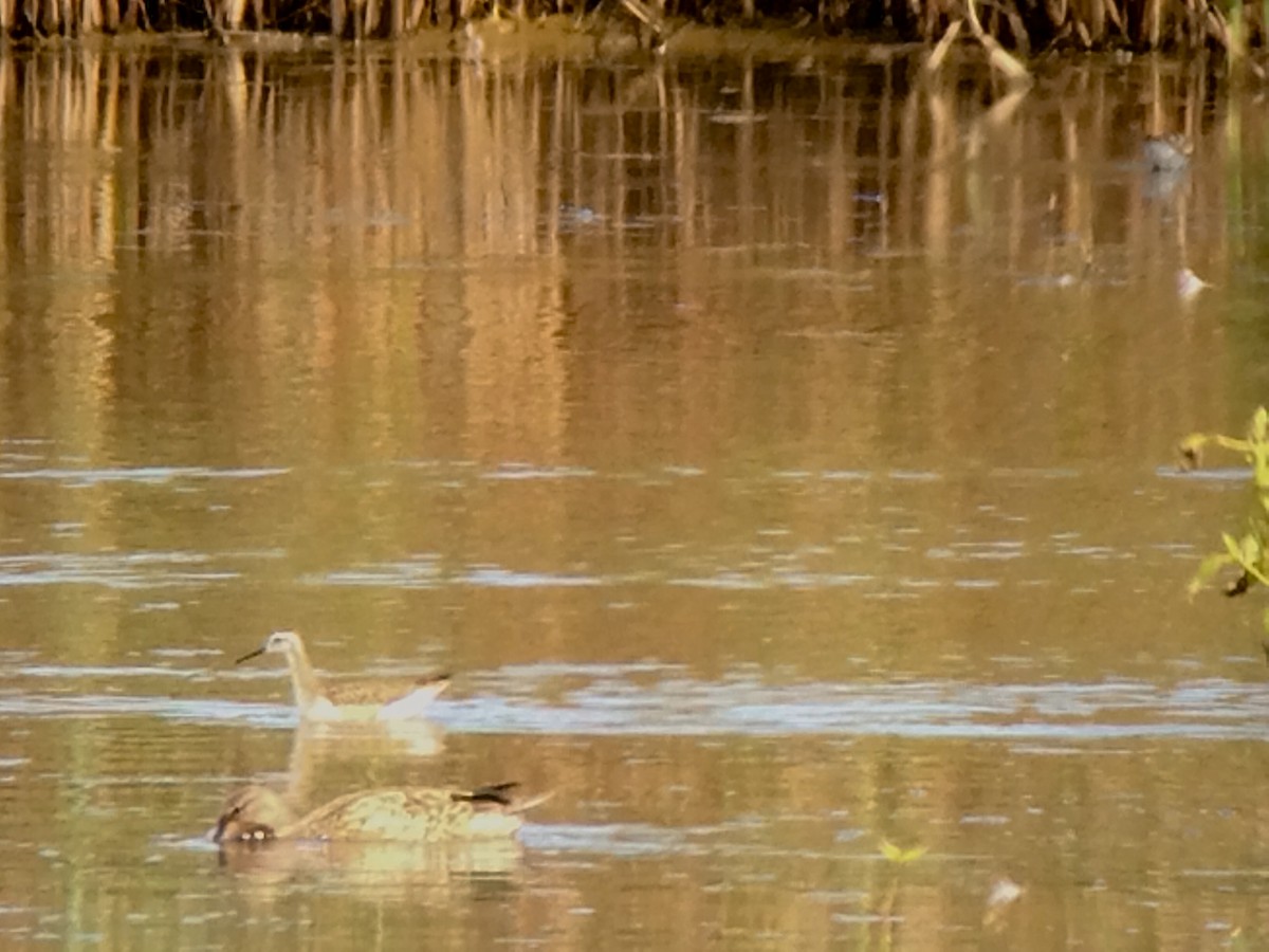 hvithalesvømmesnipe - ML113303561