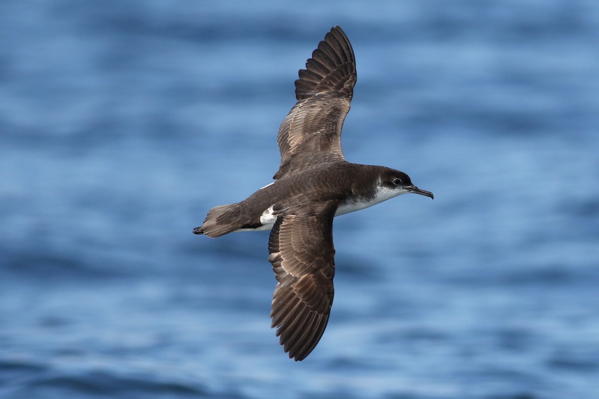 Manx Shearwater - Peter Flood