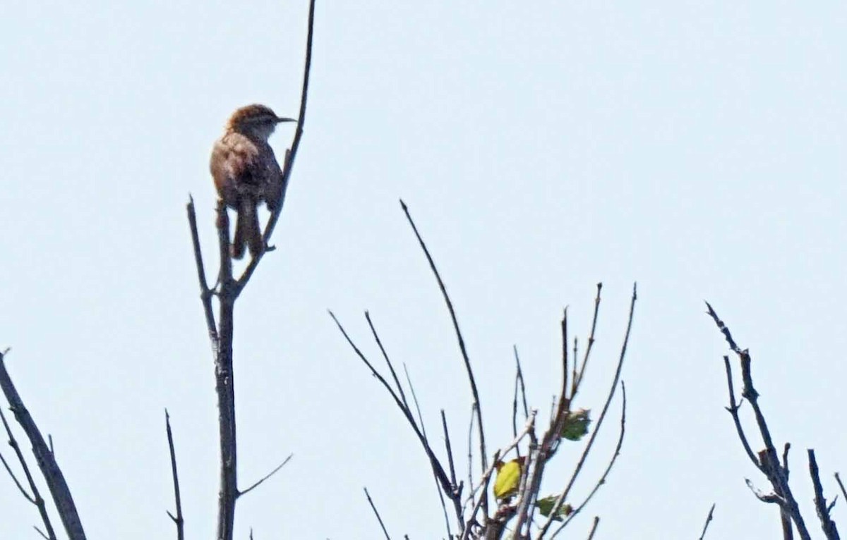 Chochín/Cucarachero sp. - ML113305781